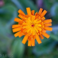 Orange Hawkweed, Fox and Cubs